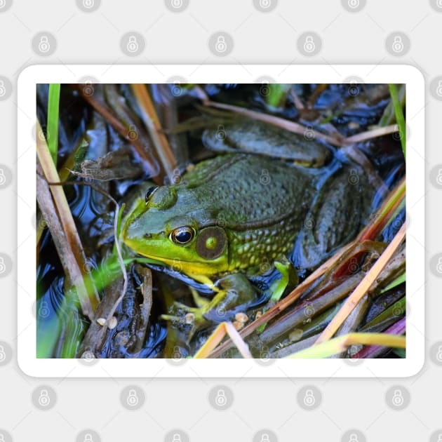 Billy Bullfrog Sticker by Colette22